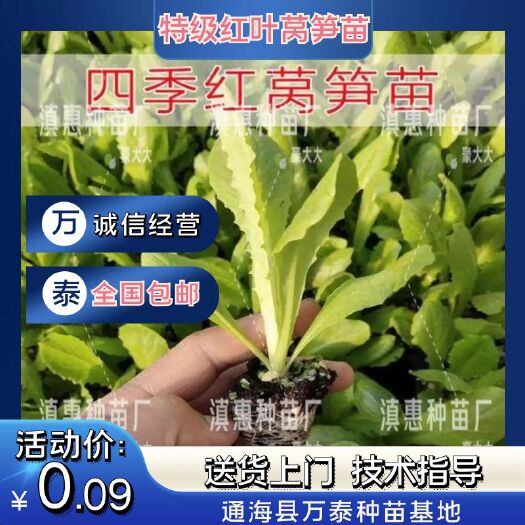 特级红叶莴笋苗，全国包邮，量大从优