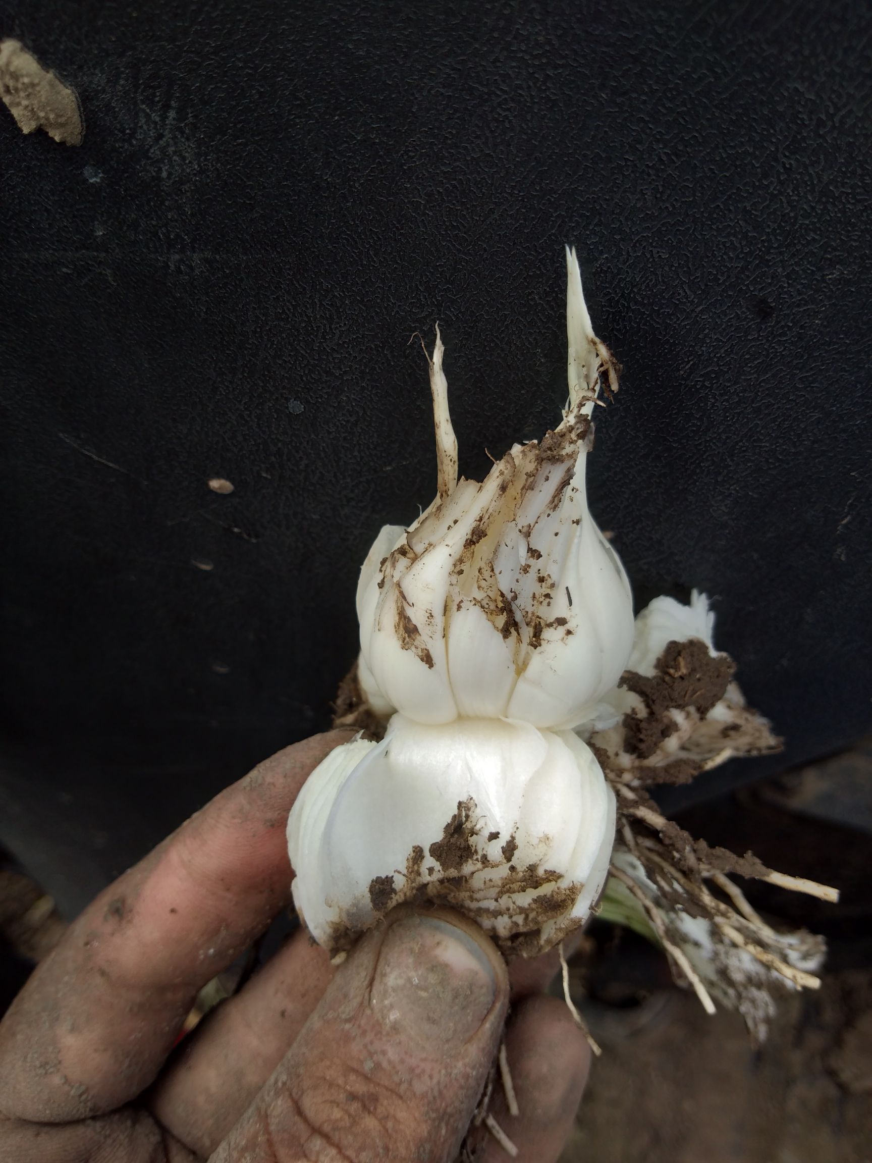 白皮蒜  青蒜头可以起货了  有需要联系