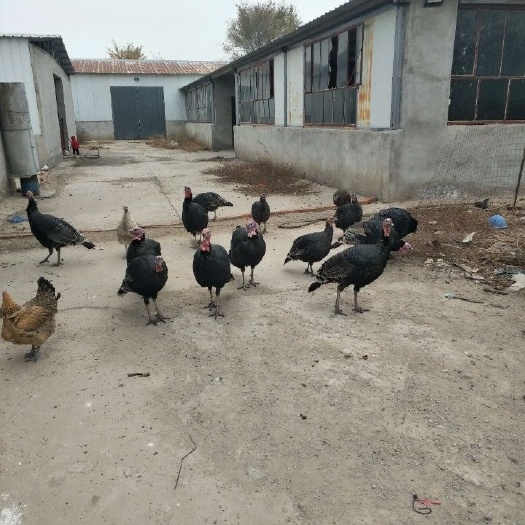 永清县火鸡好喂养，生长速度快，鸡肉营养价值高，可以上网查，老少皆宜