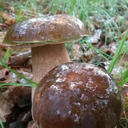 东丰县草菇 东北大腿蘑