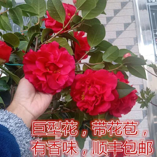 漳平市克瑞墨大牡丹茶花福建龙岩永福镇基地批发价保质保量原盆原土发货