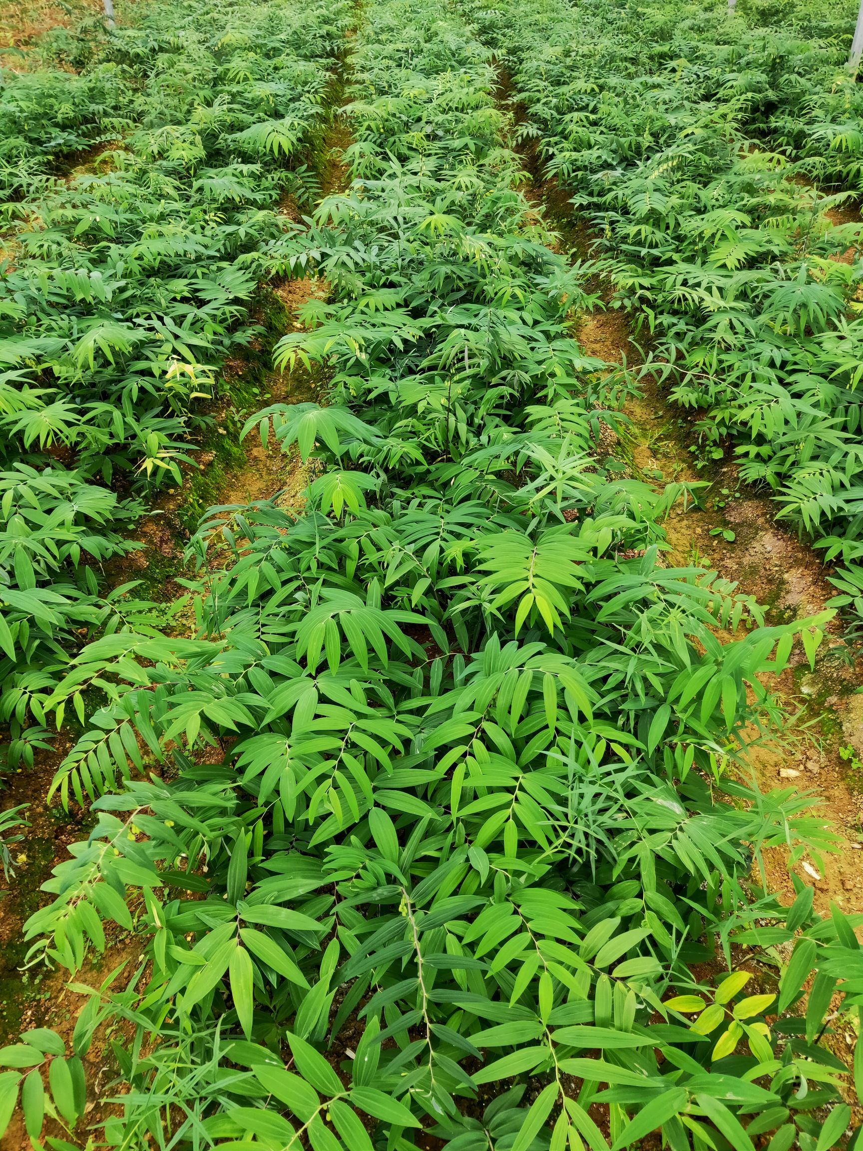 黄精种苗  多花药典品种 基地直供 现挖现卖提供技术包回收