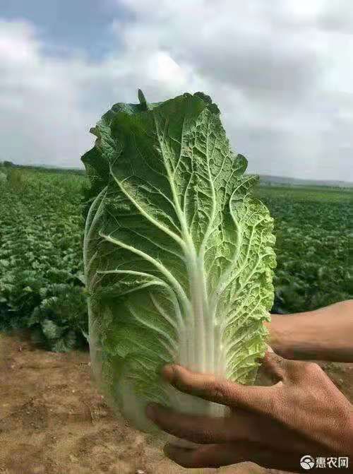 蔚县黄心大白菜，精品白菜，基地供应，欢迎致电