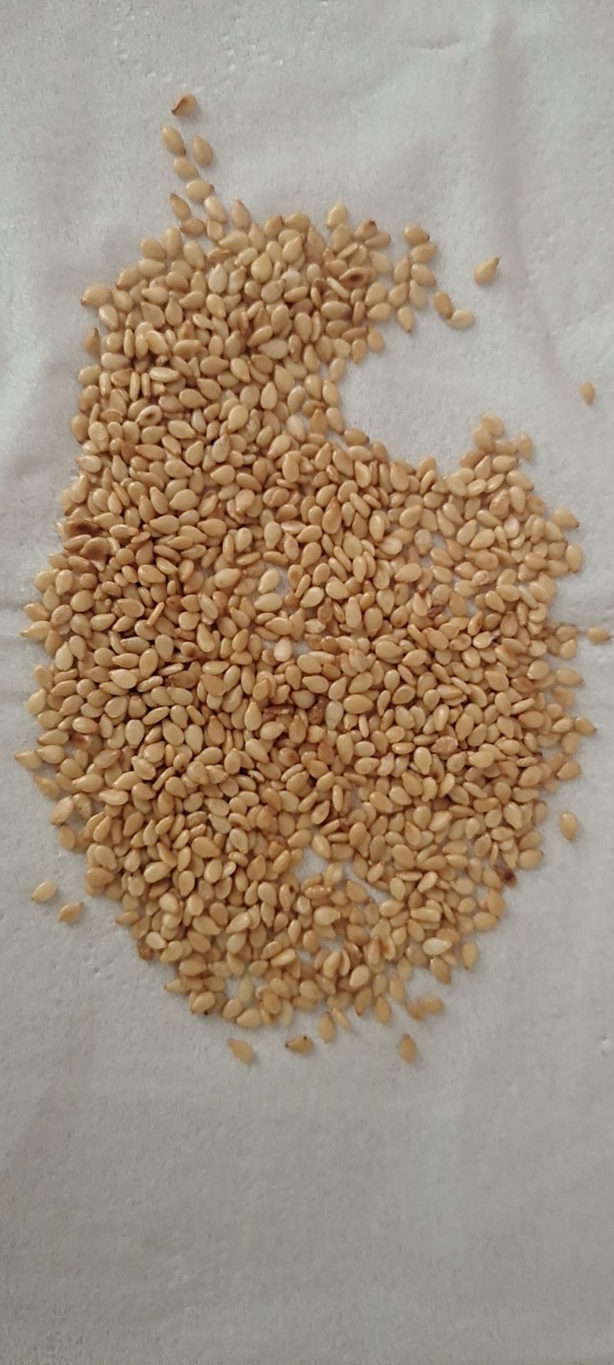  熟白芝麻   脱皮熟白芝麻   脱皮生芝麻