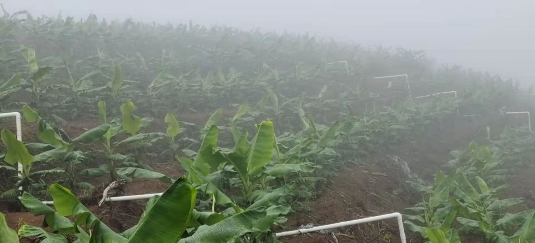 金粉一号香蕉苗  香蕉苗、粉蕉苗，金粉一号蕉苗，苹果粉蕉苗，桂蕉6号香蕉苗