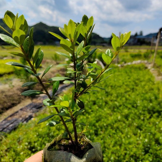 洪江市 夏鹃小杯