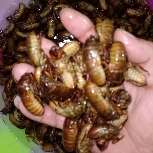 赵县 金蝉