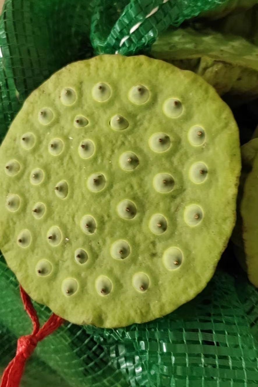 莲蓬新鲜现摘现卖莲子米水果莲嫩莲蓬老莲子广东产地直销大量供应
