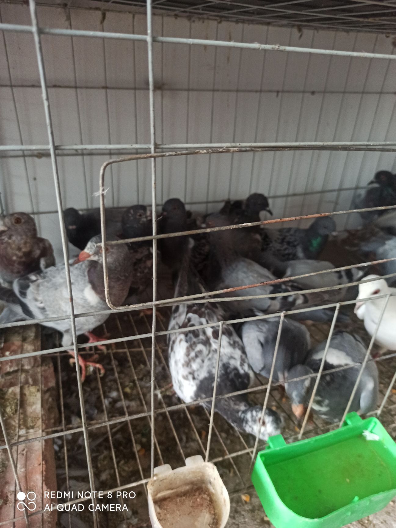 信鸽，信鸽青年33包邮能开家