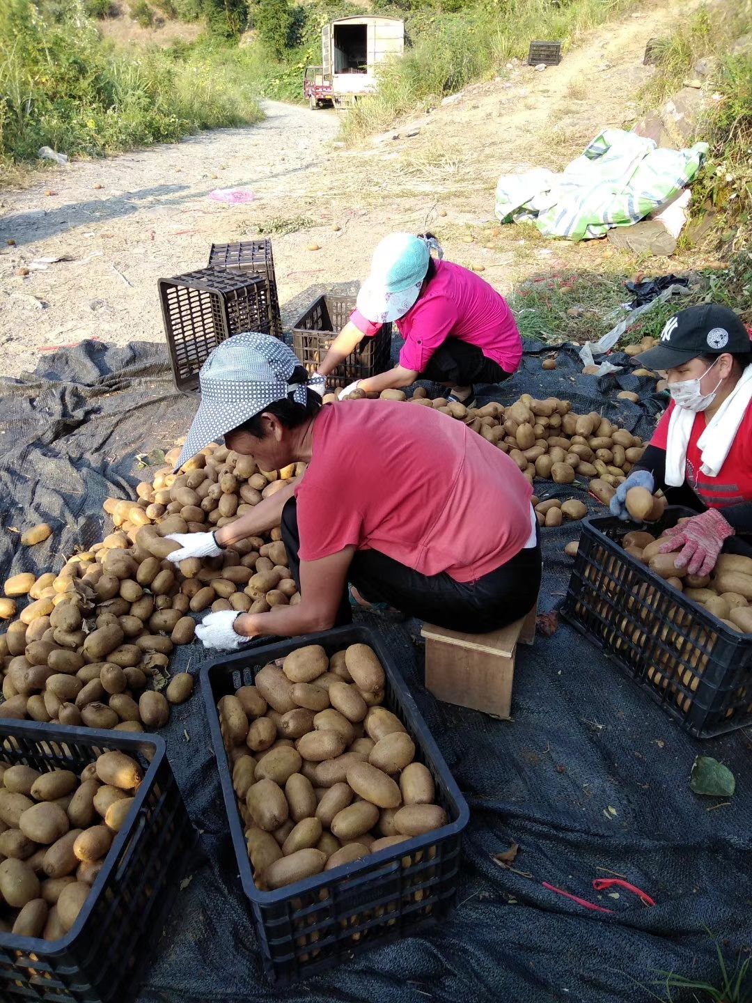 米良1号猕猴桃 湖南凤凰廖家桥镇产地直发