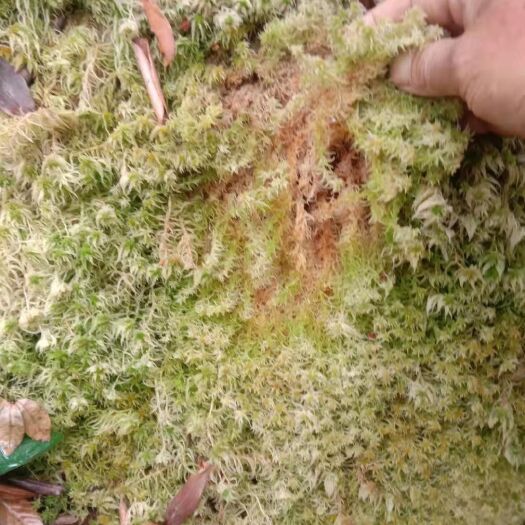 凤庆县水苔