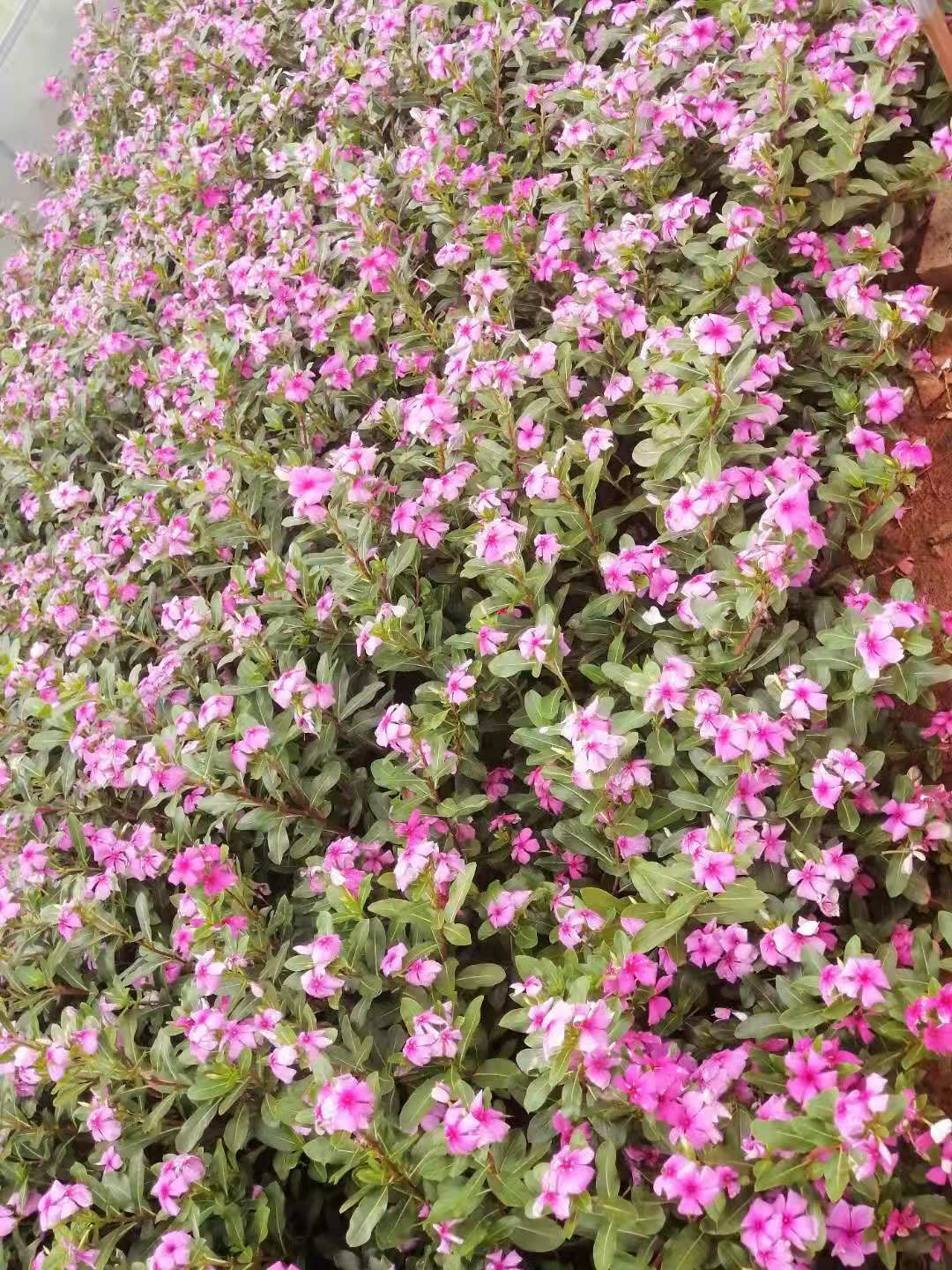  三十分高的长春花