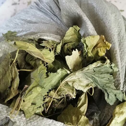 西安 青桑叶，今年的新货，叶片形状！手工采摘