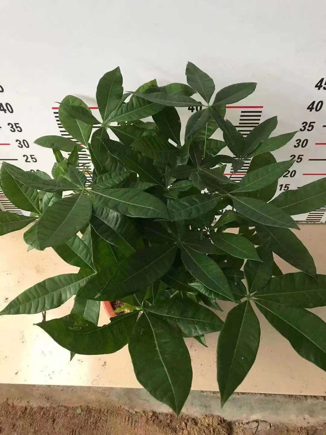 三杆发财树 发财树三杆280