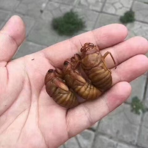 灵宝市2024新鲜杜仲金蝉