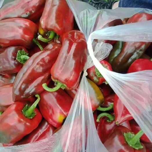 会泽县 精品甜椒上市