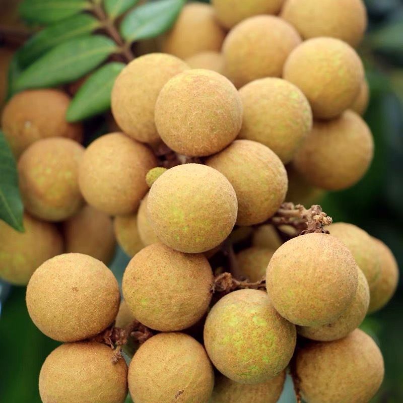 龙眼  鲜现摘现发石峡广东储良当