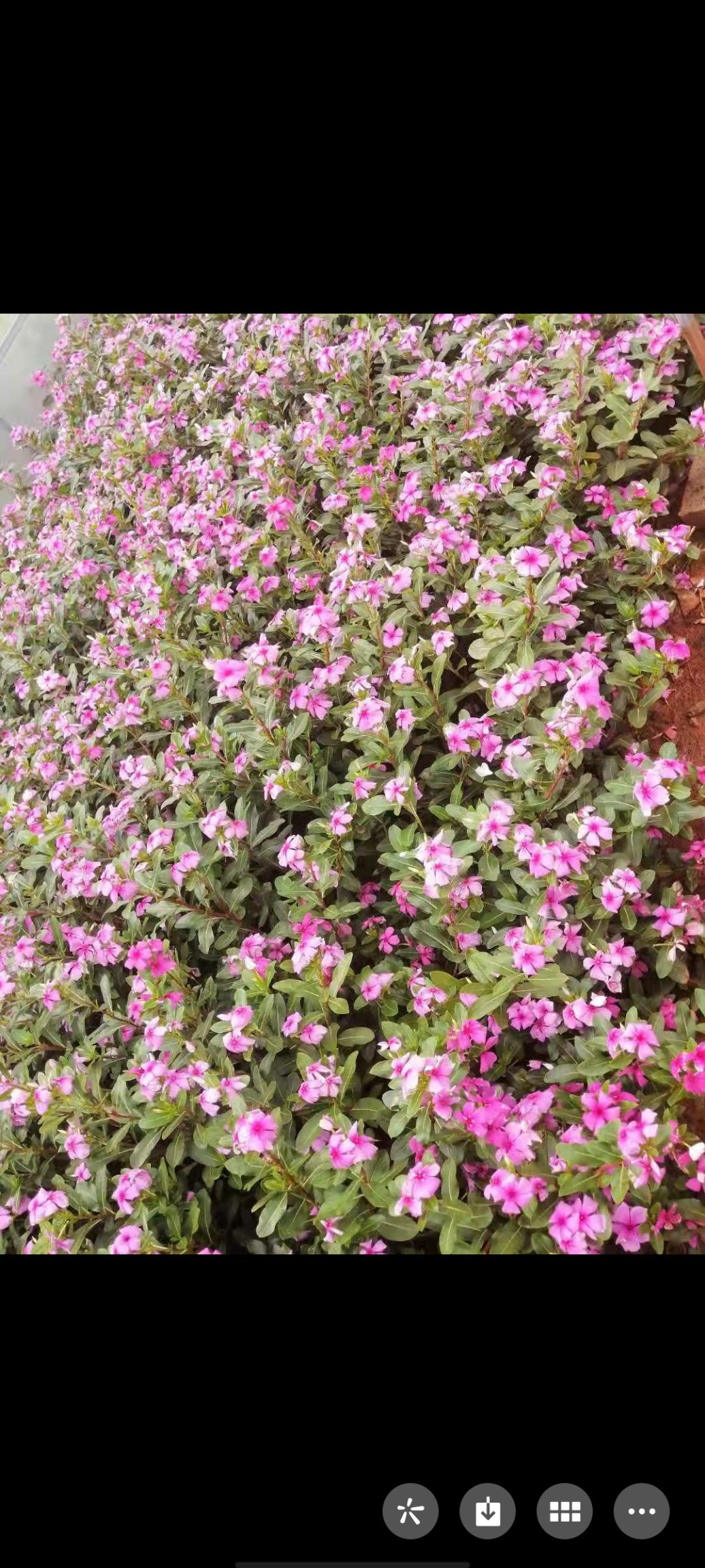  三十分高的长春花