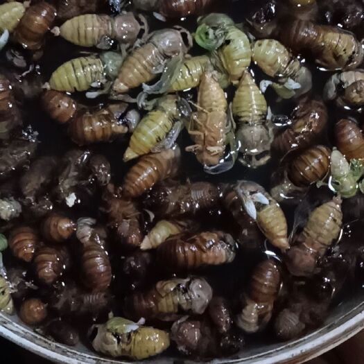 汉寿县 唐僧肉，金蝉子