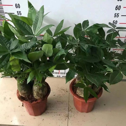漳平市三杆发财树 发财树三杆280