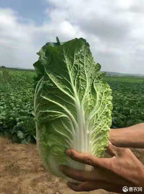 蔚县蔚县草沟堡乡万亩黄心大白菜～基地