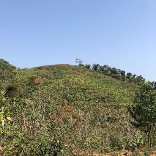 勐腊县旱地 云南西双版纳勐腊县象明乡80亩山地流转