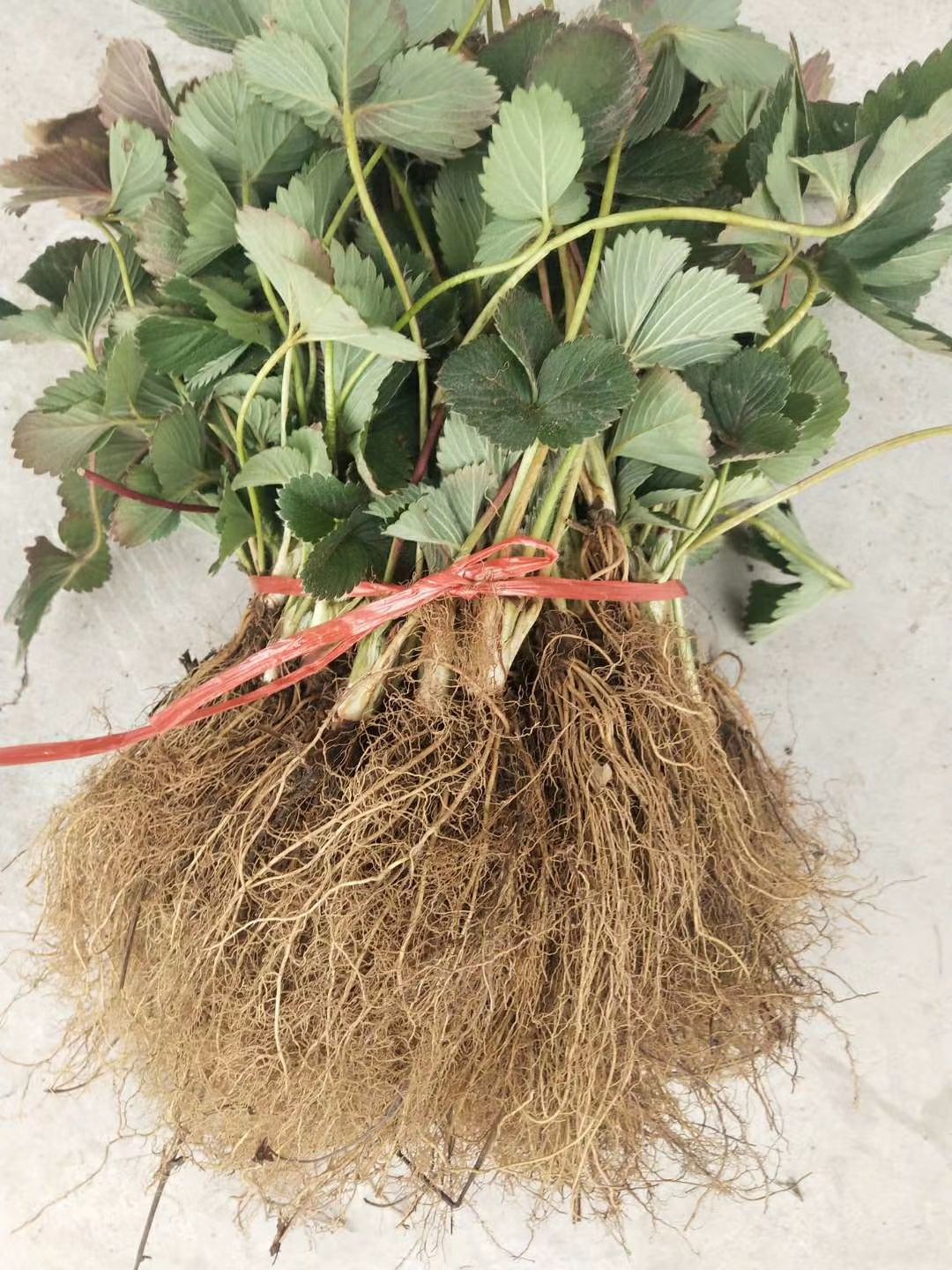 妙香七号草莓苗 妙香三号草莓苗 妙香草莓苗脱毒苗 签订合同