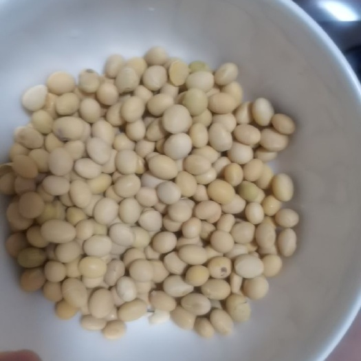 北京黄大豆 黄豆