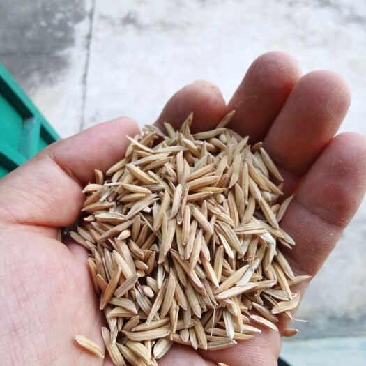 新兴县高级优质丝苗米原谷，广东农科院培育品种，列入广东金饭碗工程