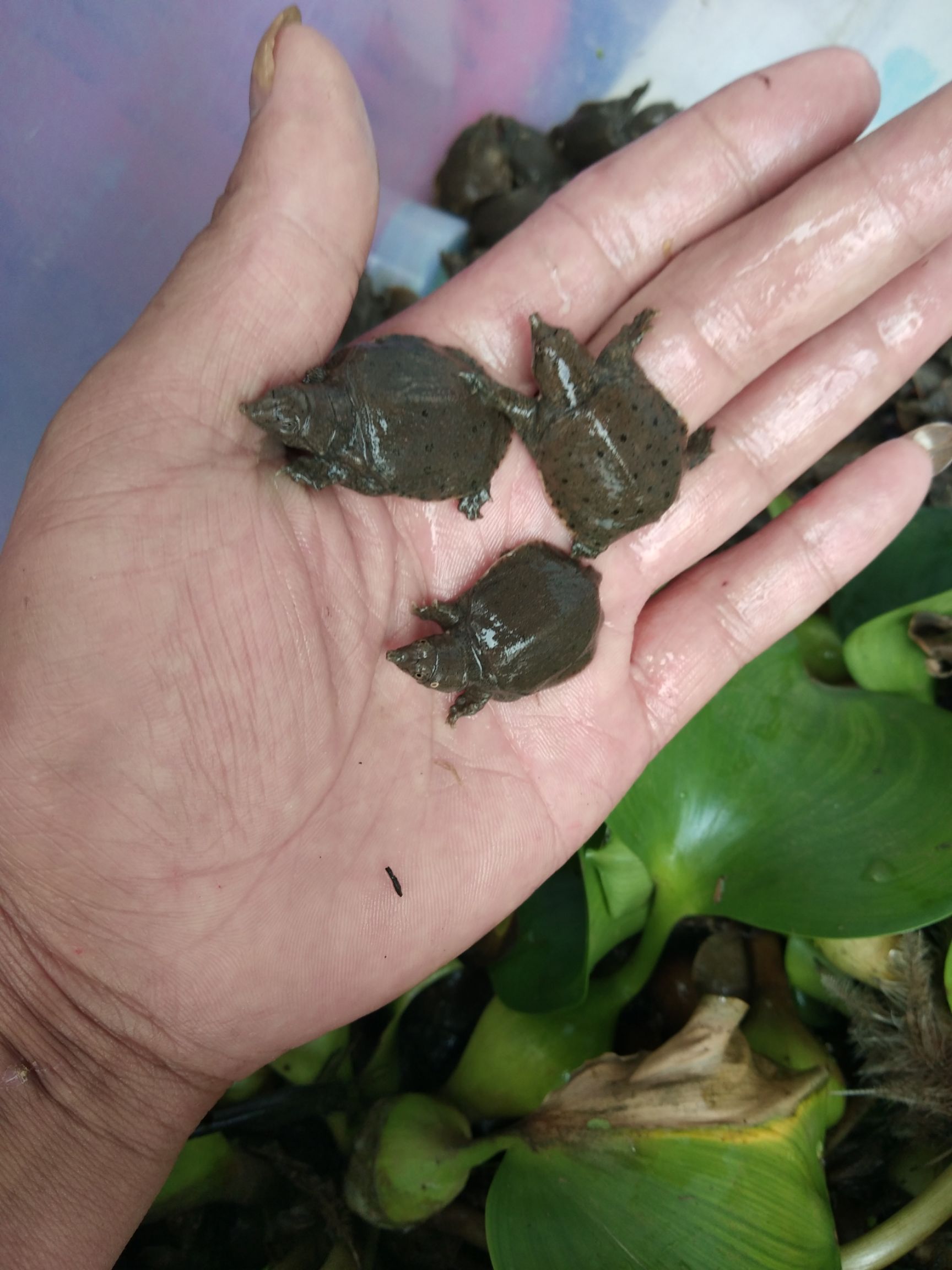 甲鱼苗外塘养殖优良品种