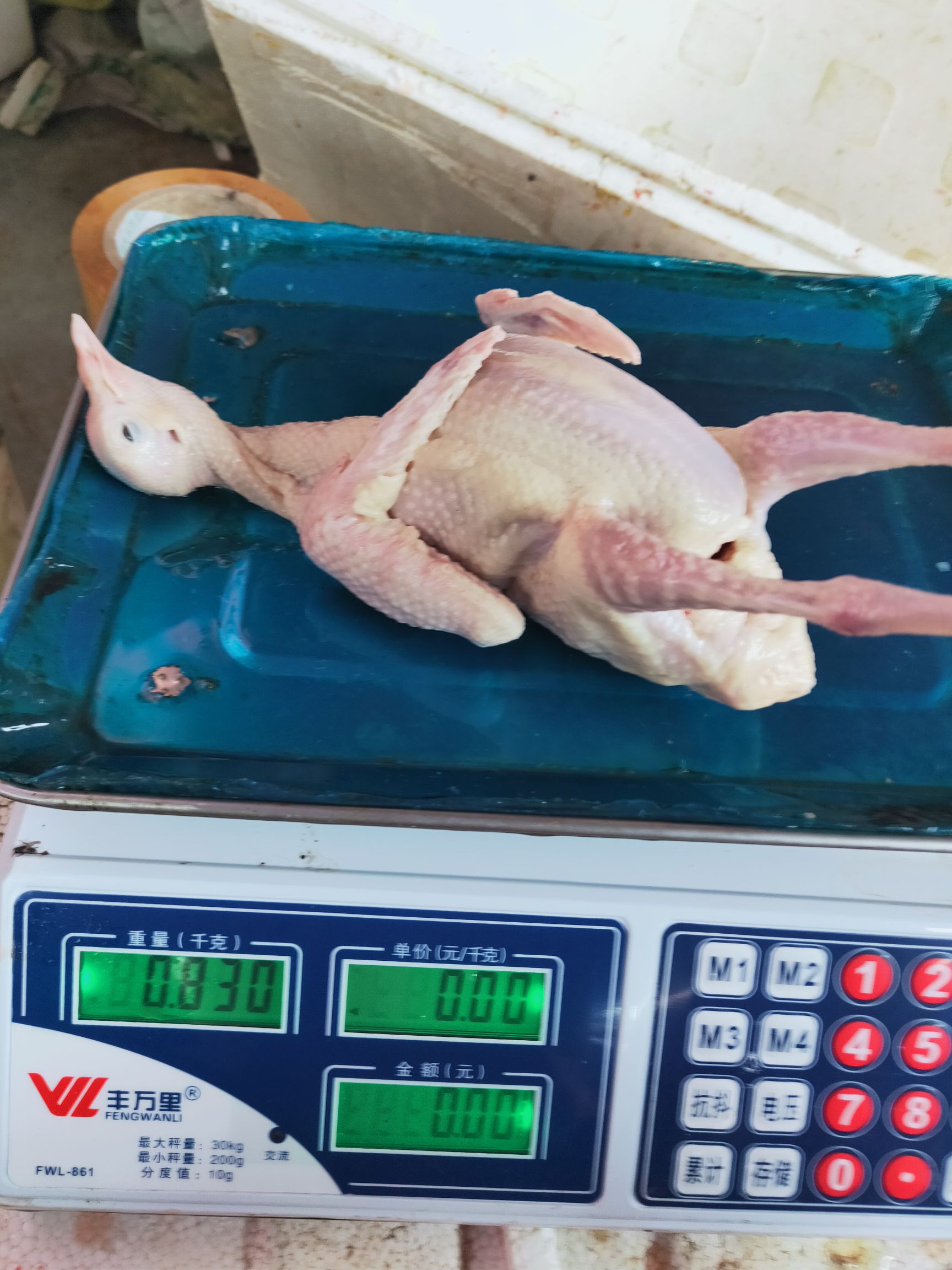 白条鸽 广西冰鲜鸽