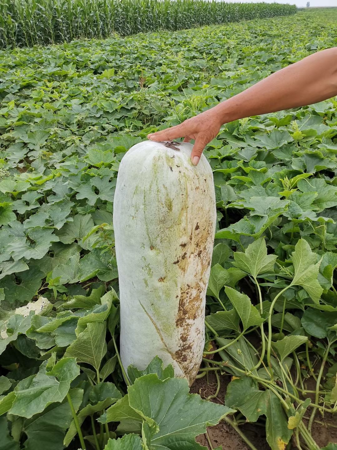 白皮冬瓜 白皮长条冬瓜  20斤起步 个头匀称 耐运输