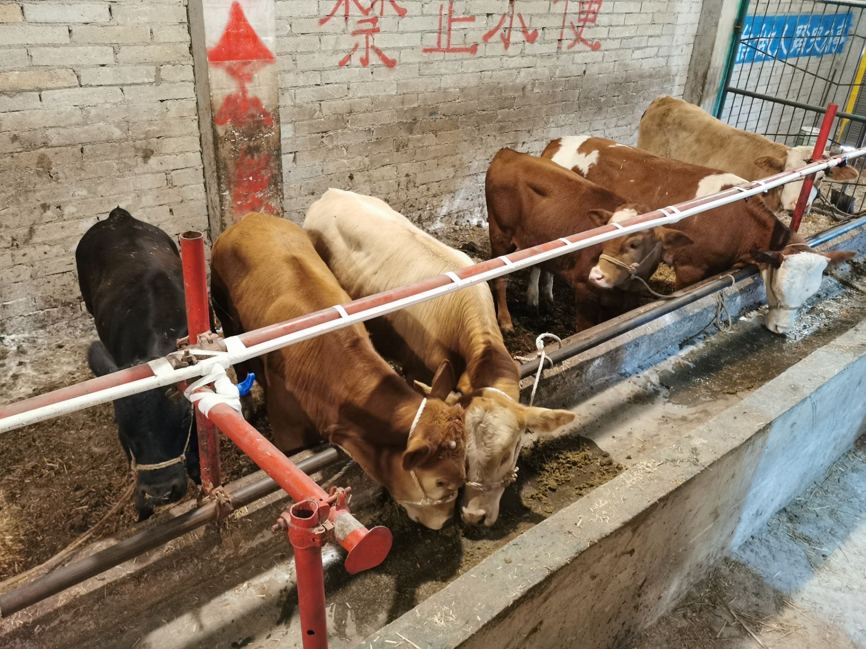 贵州改良黄牛，高山放养，环境适应能力强，肉质好，耐粗饲好管理