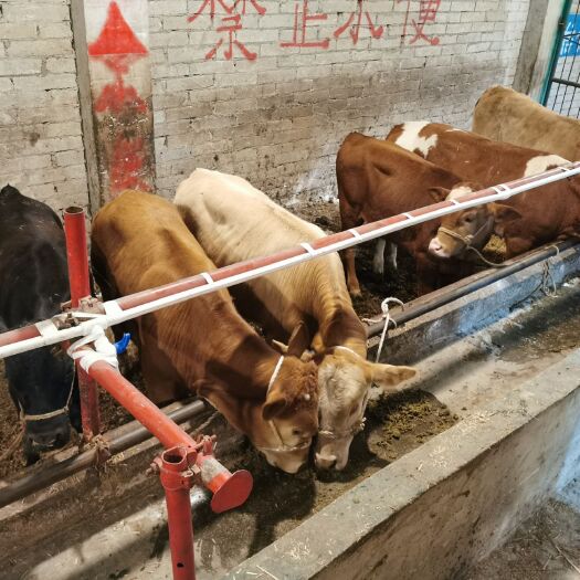 威宁县贵州改良黄牛，高山放养，环境适应能力强，肉质好，耐粗饲好管理