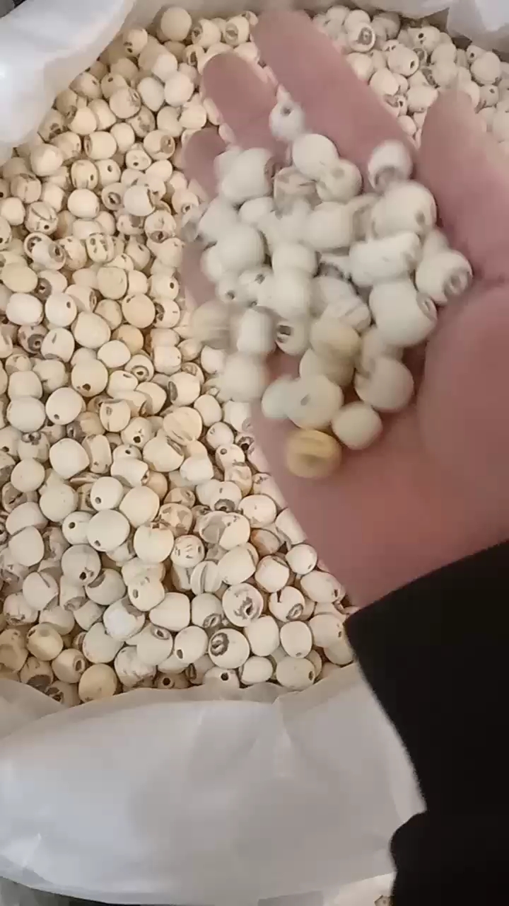白莲 湖南湘潭白磨皮莲子新货无硫各规格齐全大量供应批零兼营