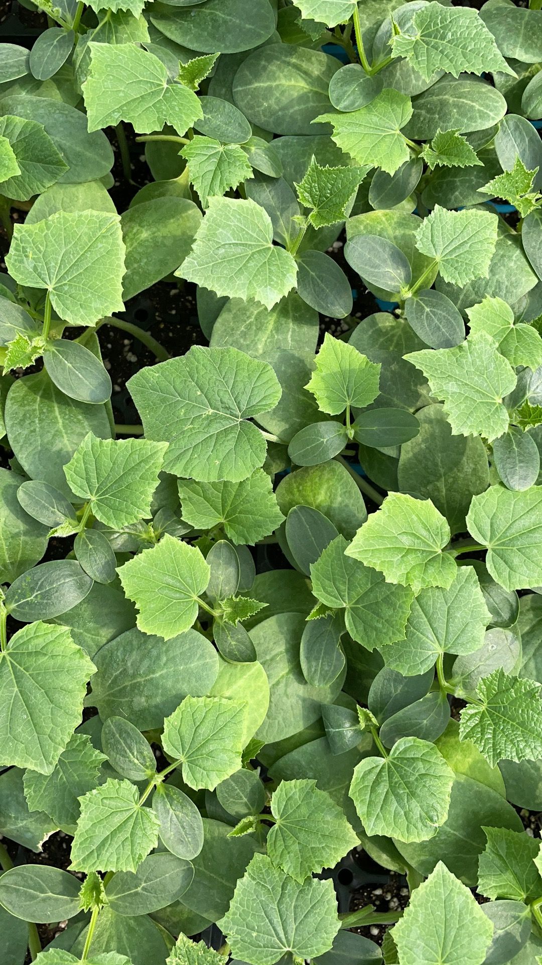 黄瓜种苗 荷兰小黄瓜苗 3966水果小黄瓜苗 荷兰水果黄瓜