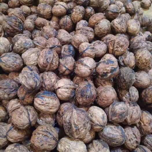 思茅山核桃 云南普洱景东核桃