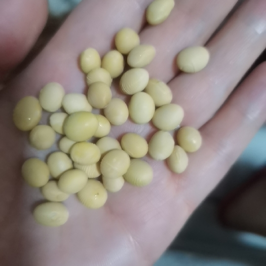 黄大豆 黄豆