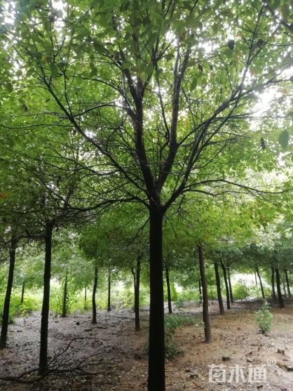 小叶樟 15公分精品香樟