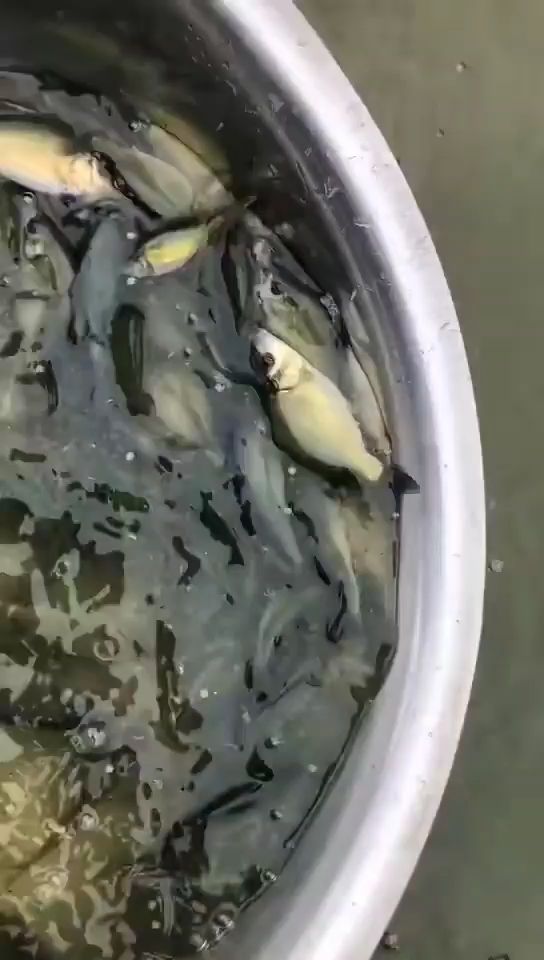 裸鲤鱼苗，渔场值销，大小规格齐全，成活率高，城信经营。