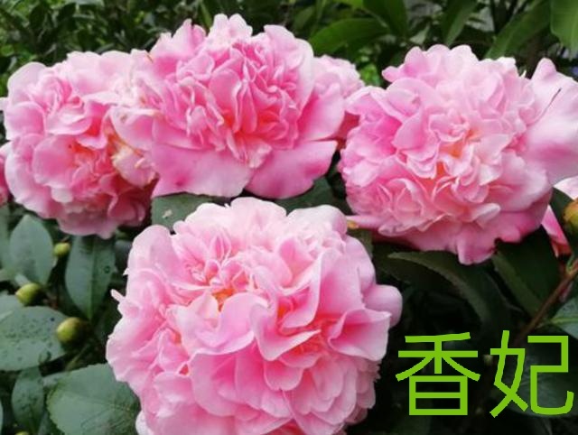 漳平市香妃茶花浓香型盆栽福建龙岩永福镇基地批发保质保量原盆原土发货