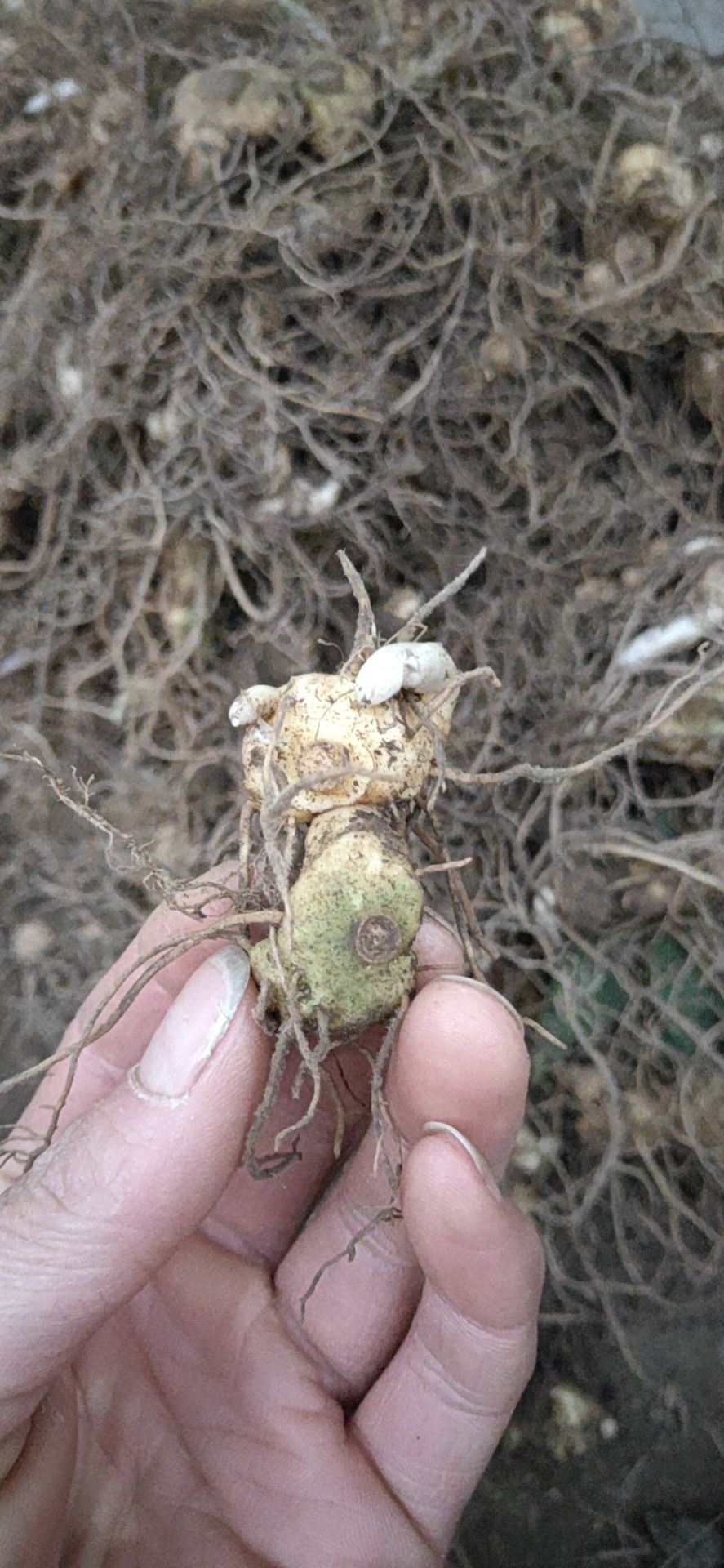 黄精种苗  多花药典品种 基地直供 现挖现卖提供技术包回收