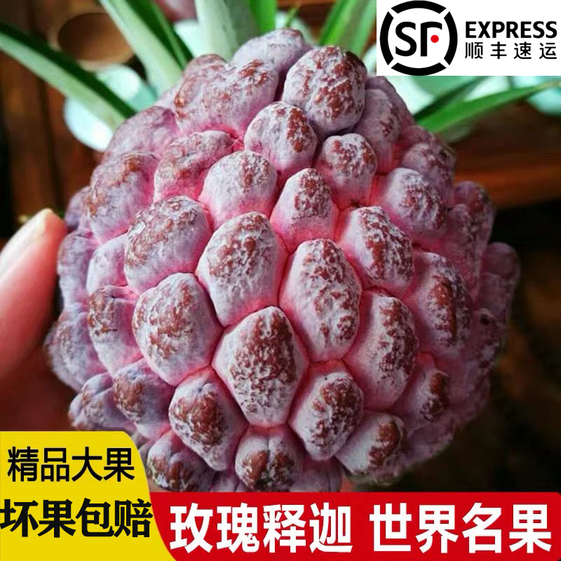 释迦果 顺丰一件代发 紫色释迦番荔枝食用整箱批发可改发件人
