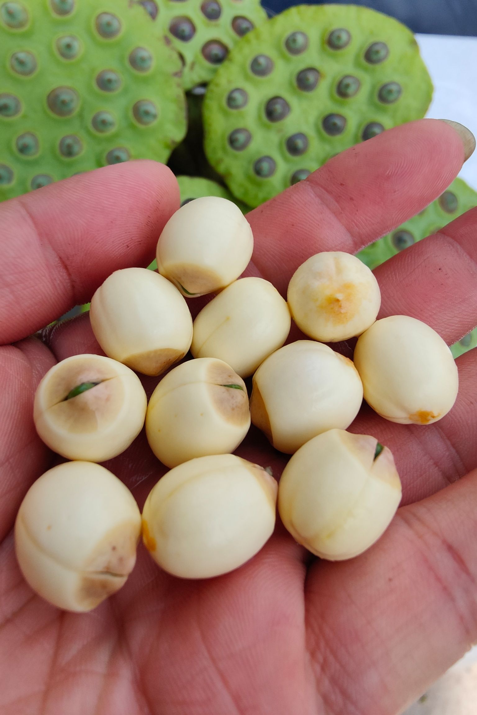 莲蓬新鲜现摘现卖莲子米水果莲嫩莲蓬老莲子广东产地直销大量供应