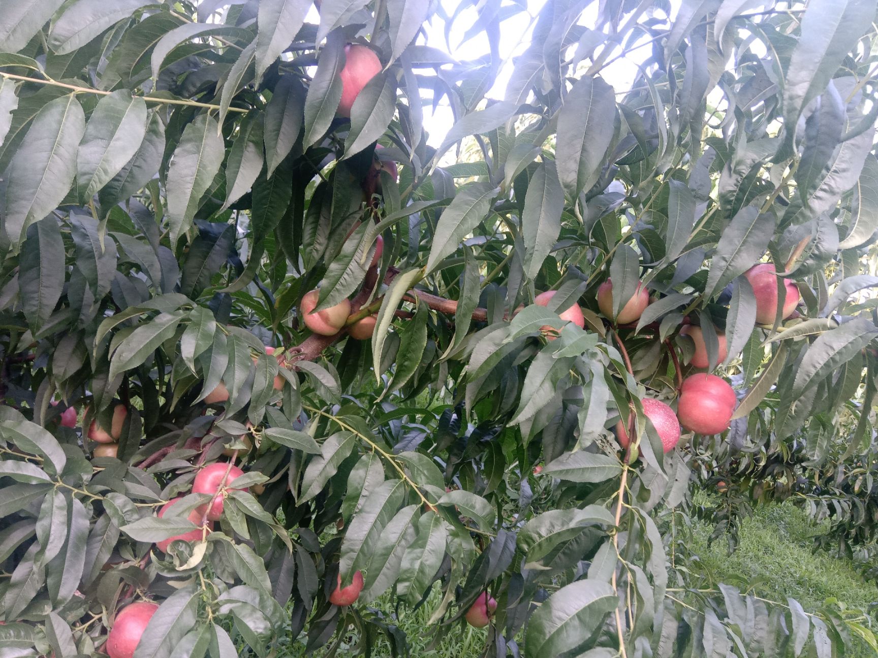 中油油桃 ，中油20桃