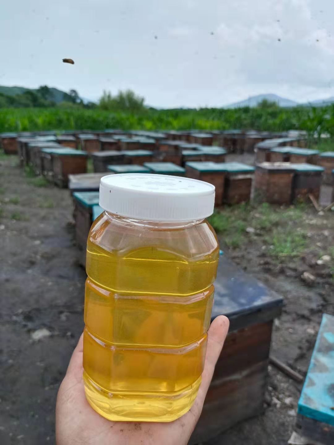 椴树蜜