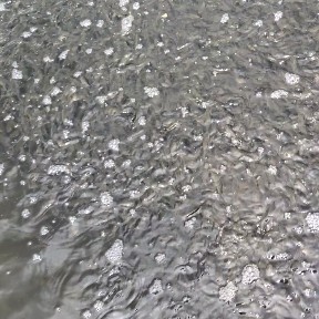 宿迁草鱼苗，大量出售各种鱼苗 夏花