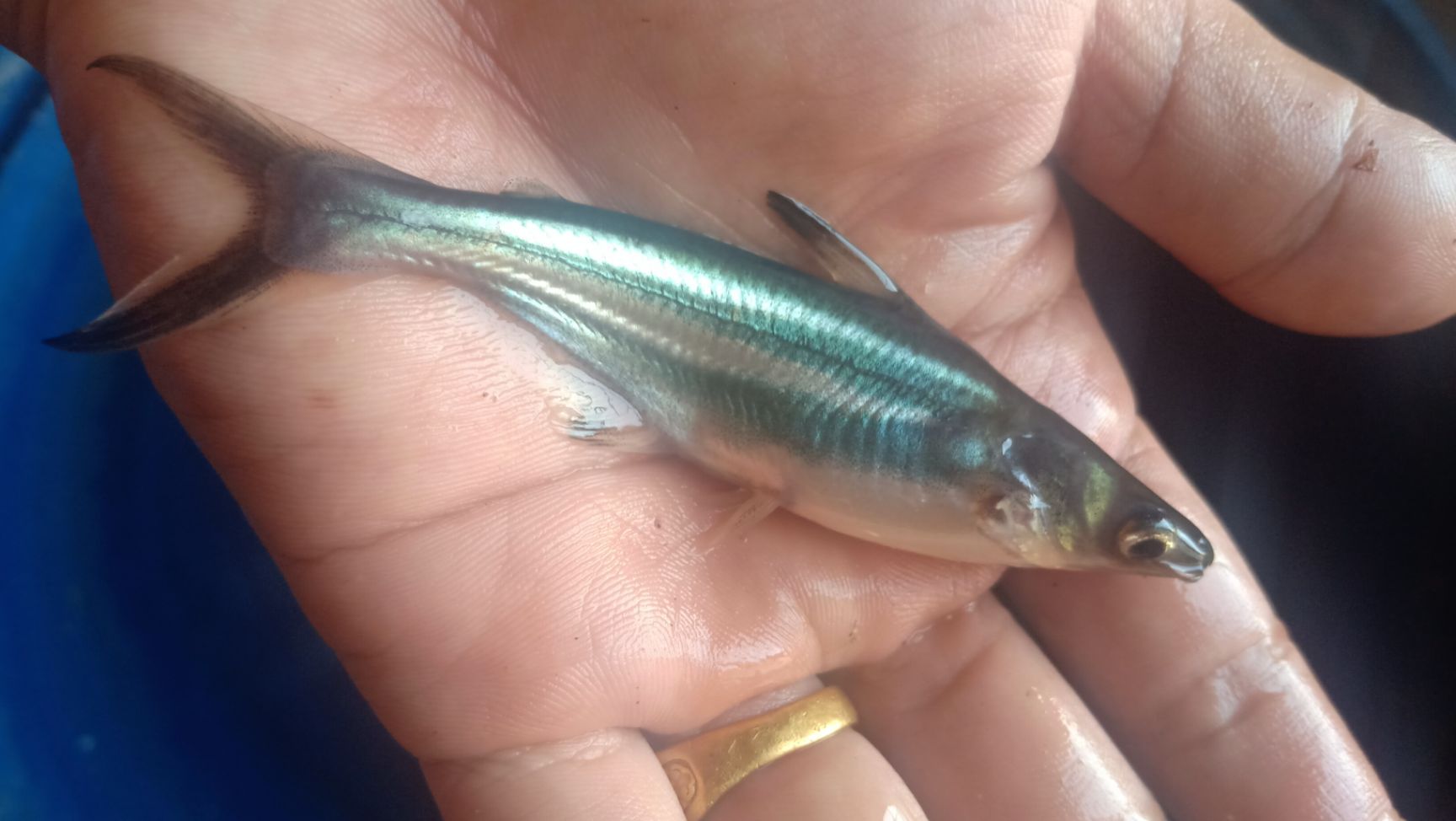 供巴沙鱼苗 淡水沙鱼苗3-5cm