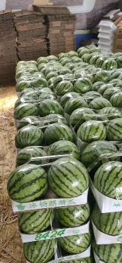 美都西瓜大量上市，基地直供