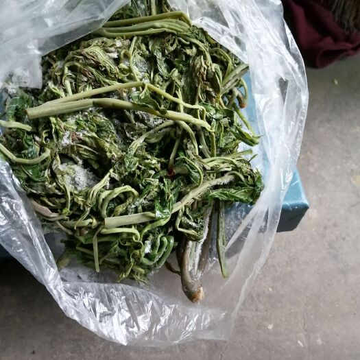 新泰市 家乡特产，香椿芽
